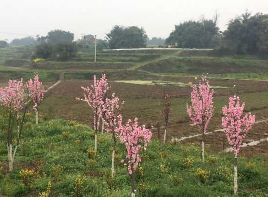 花木基地建設(shè)